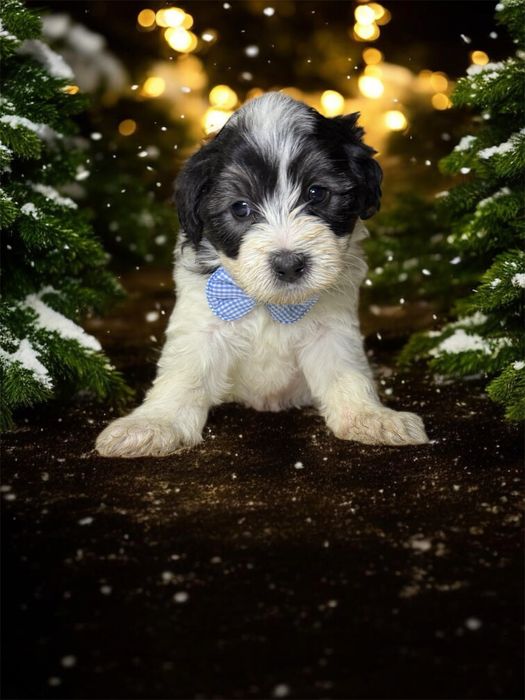 Donez puiuți de cățeluș – căutăm familii responsabile și iubitoare