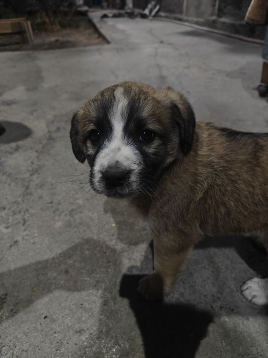 Отдам в добрые руки собаку девочку