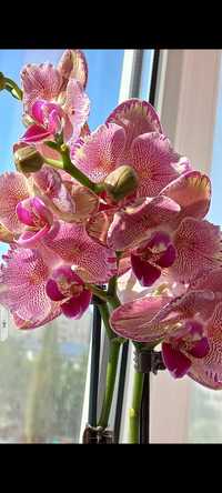 Коллекционная орхидея Пират Пикоти бабочка