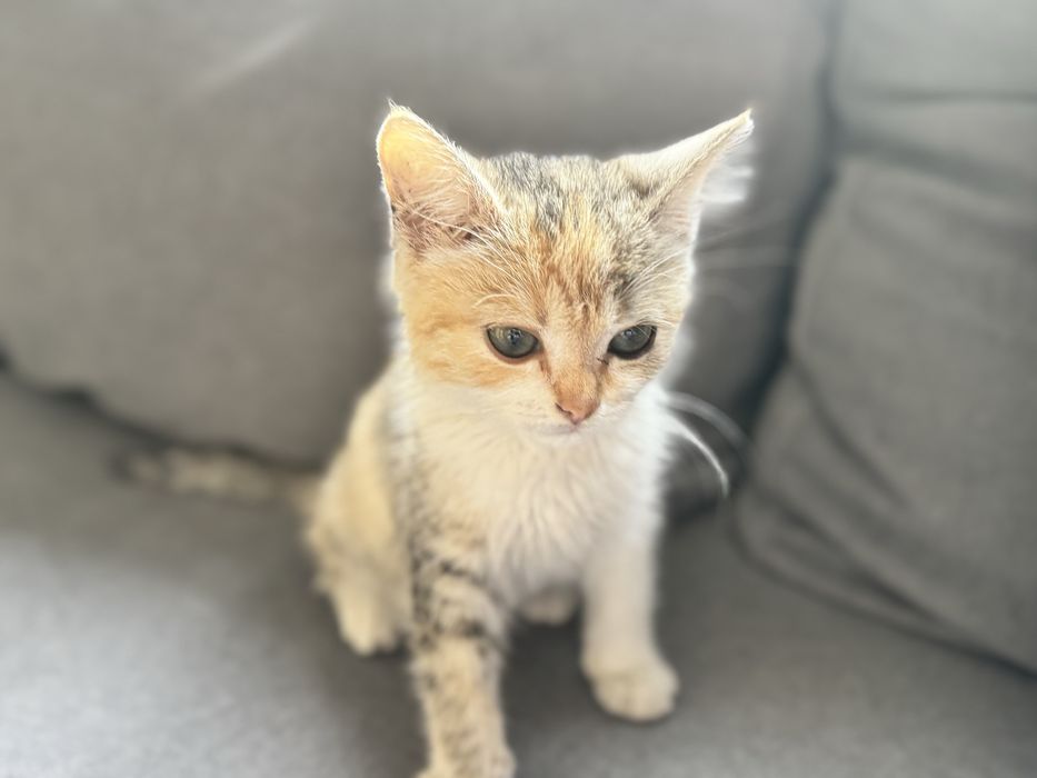 Котенок ( девочка)