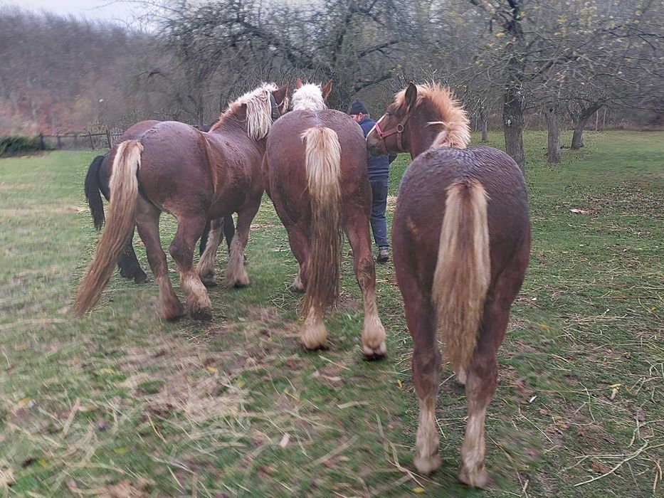 Manz de vanzare de 7 luni