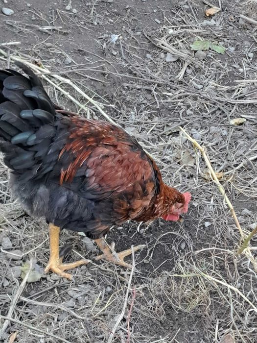 Schimb cocoș Marans cu puicuță Marans
