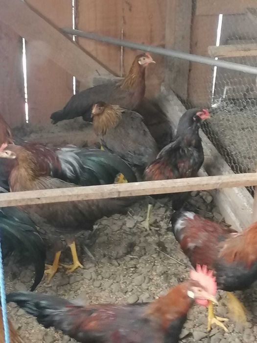 Puicute de gaini italiene potarnichii