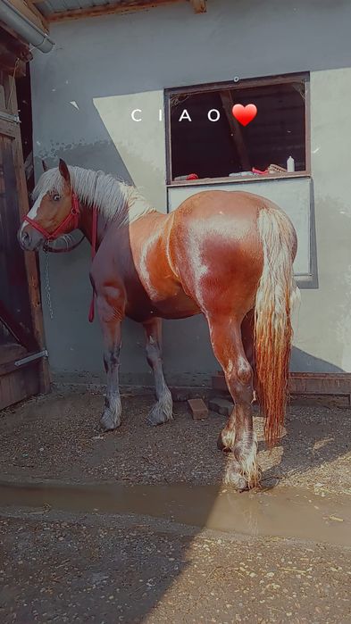 Armăsar blond de vânzare