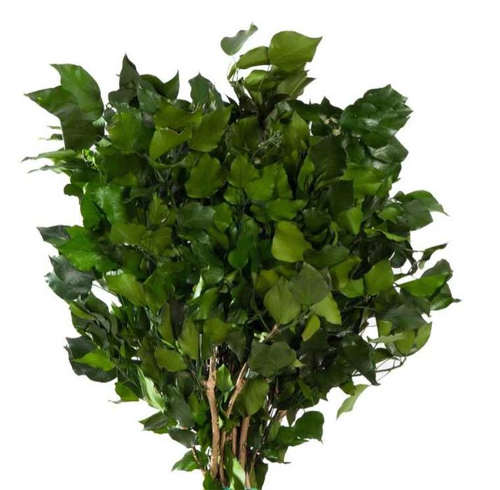 Foliaje Stabilizate – Naturale, Decorative și de Lungă Durată