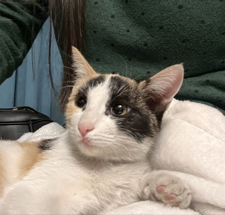 Котенок в добрые руки