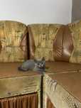 Pui British shorthair