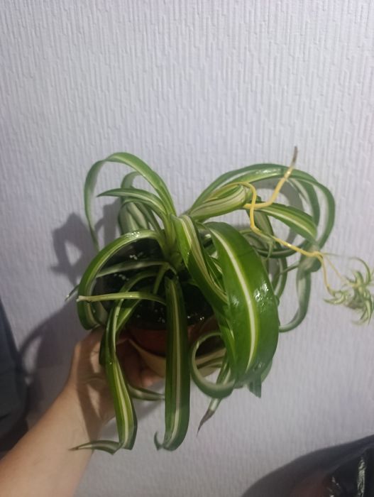 Продам хлорофитум Бони