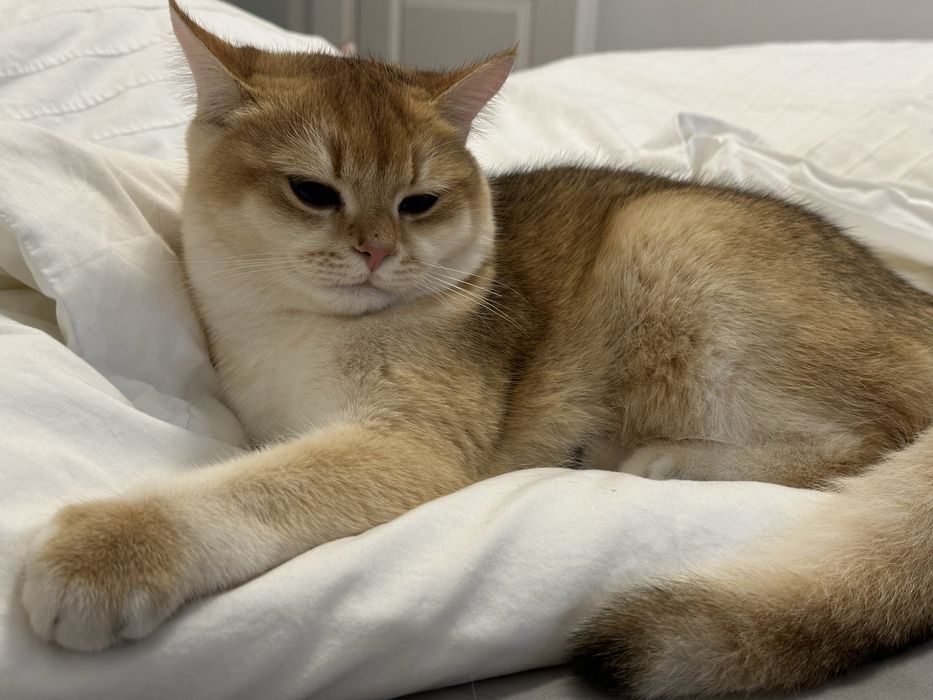 Baietel SUPERB british shorthair chinchilla gold, pedigree WCF !!!