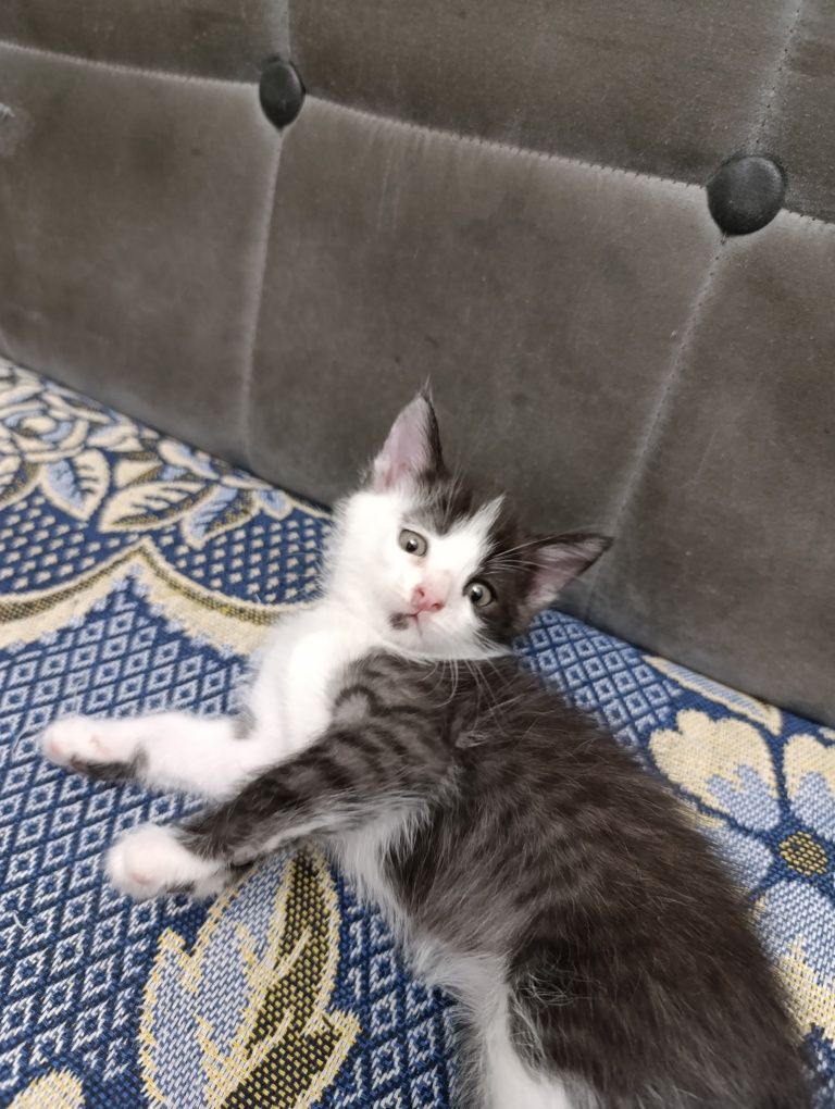 Отдам даром котят