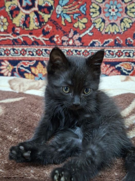 Продается котенок