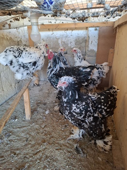 Parrandalar sotiladi