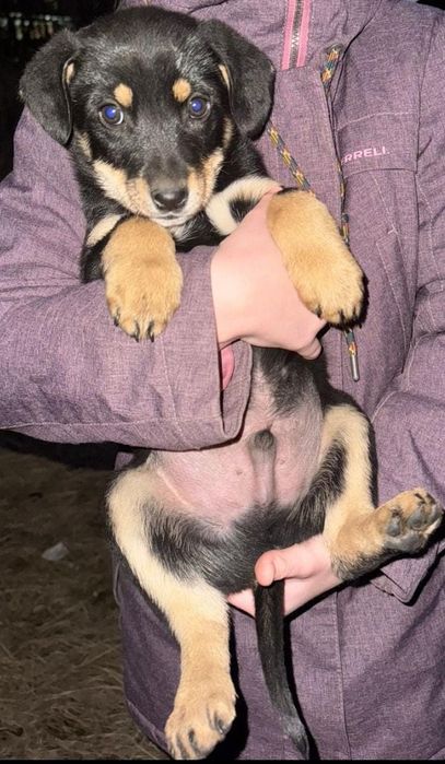 Отдам щенка в добрые руки