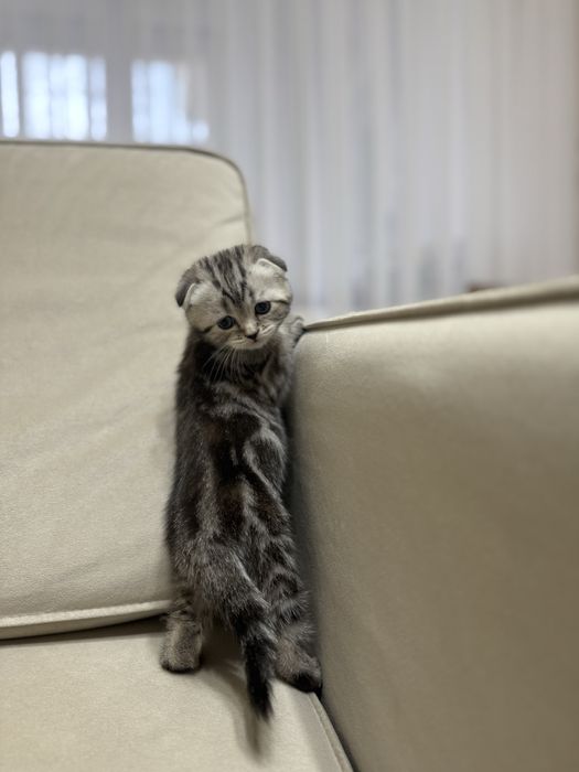 Шотландские вислоухие котята