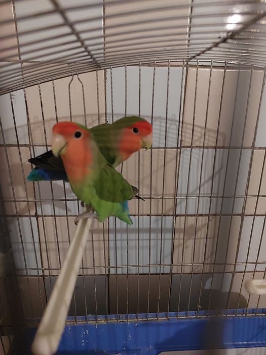 Продам парочку,  неразлучники с клеткой в месте
