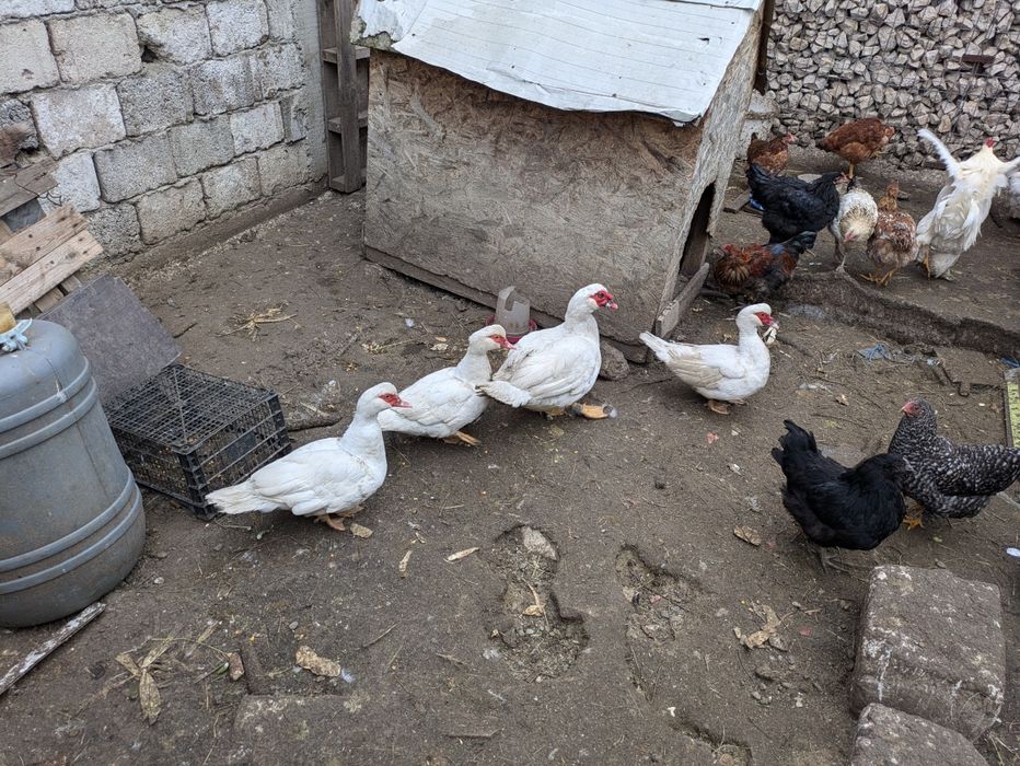 De vânzare rate mute