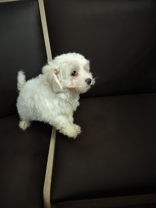 Bichon maltez femelă