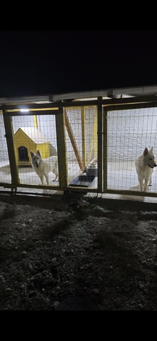 Pereche Ciobanesc elvetian pedigree tip A