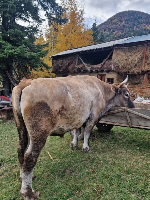O pereche de boi de vânzare!