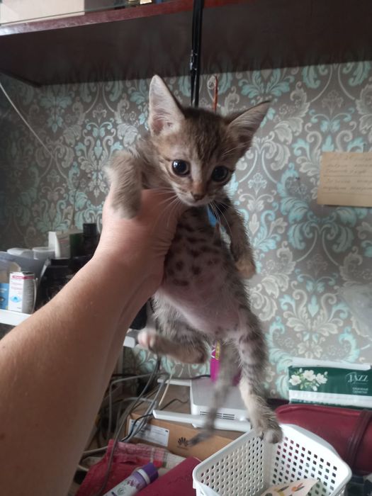 Котенок девочка веселая