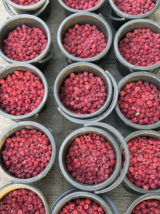 Malina,Galubika,Smarodina,Oblepxa,