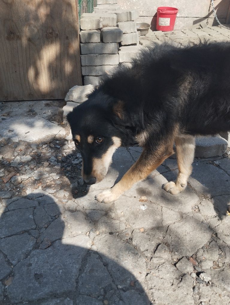 Ofer  gratuit  Cațelusă