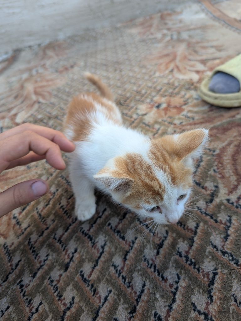 Марғаулар котята
