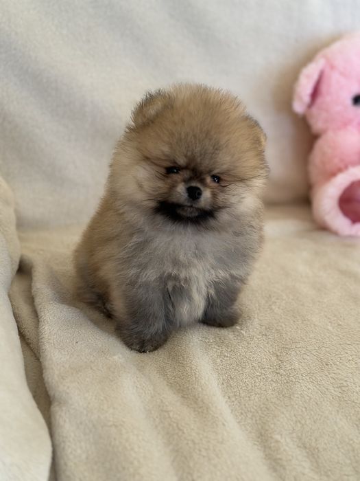 Чистокръвни Померанчета Момчета и Момиче