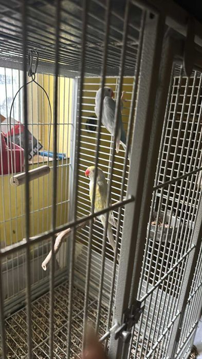 Papagali Diferite Rase