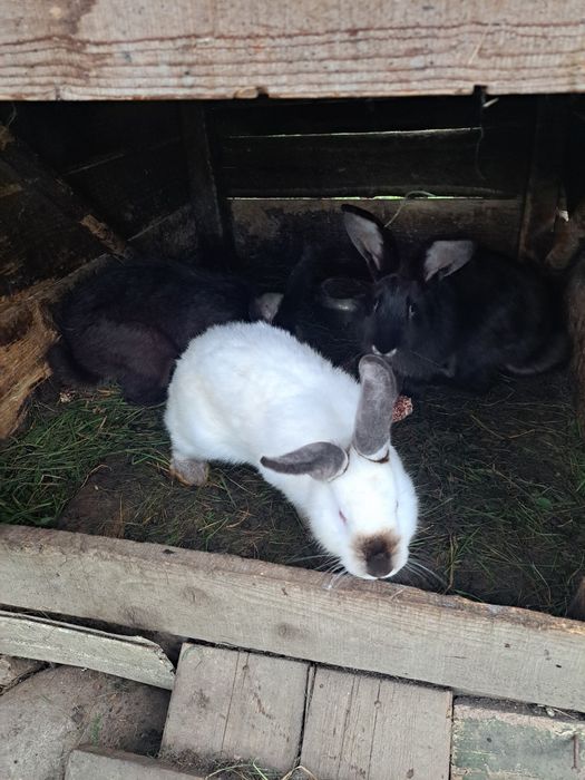 Vând iepuri California