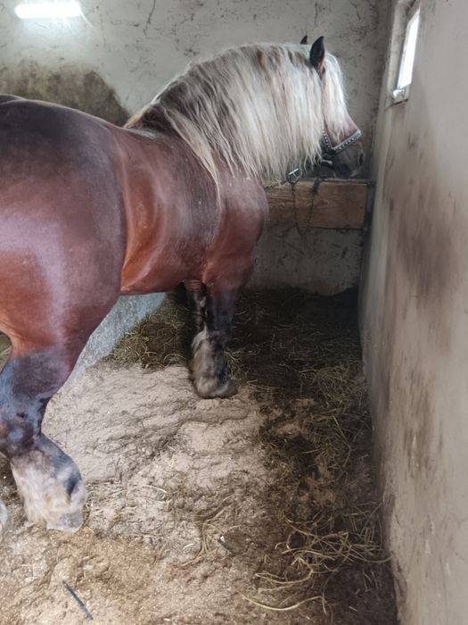 Armăsari de montă posibil și de vînzare dacă se plătesc