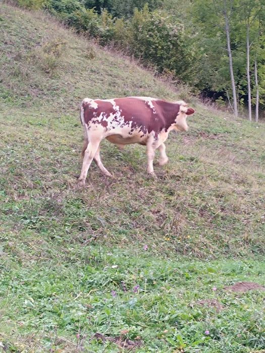 Taur bălțat bun de monta