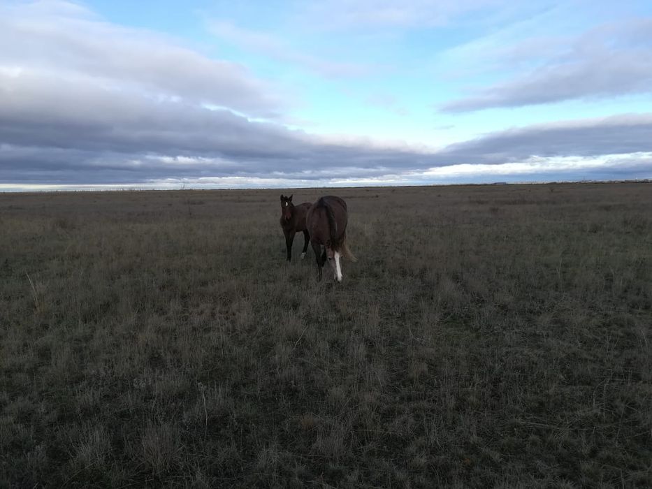 Продам лошадь аксай