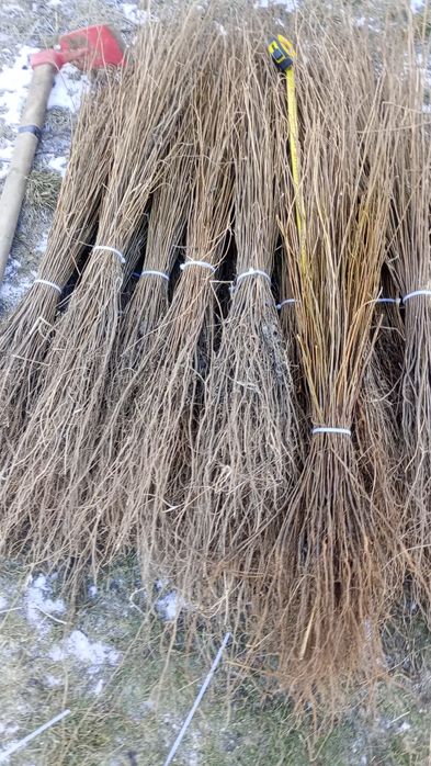 puieți forestieri pentru ampadurire pentru terenurile degradate