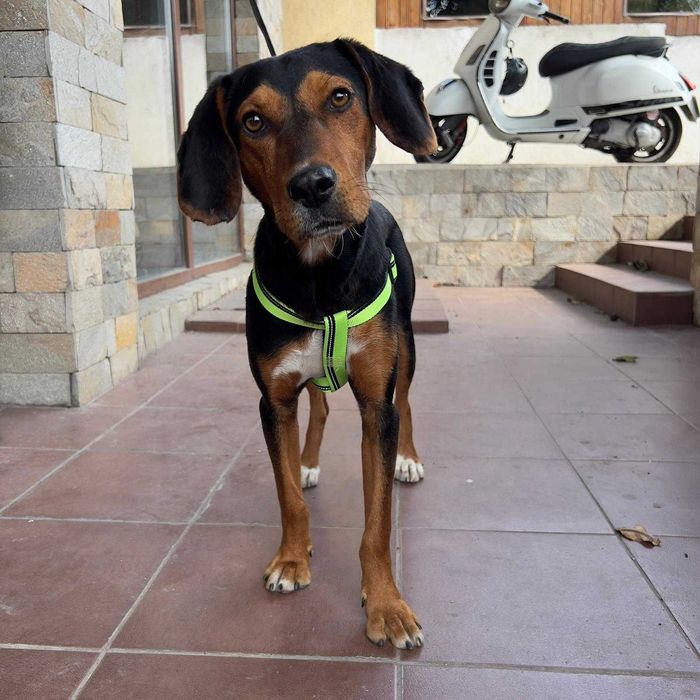 Подарявам женско кастрирано куче. Момиченце на 10 месеца.