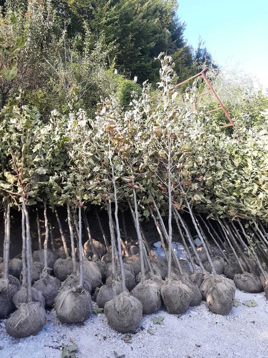 Vând mesteacăn, tei, platan, brazi, tuia