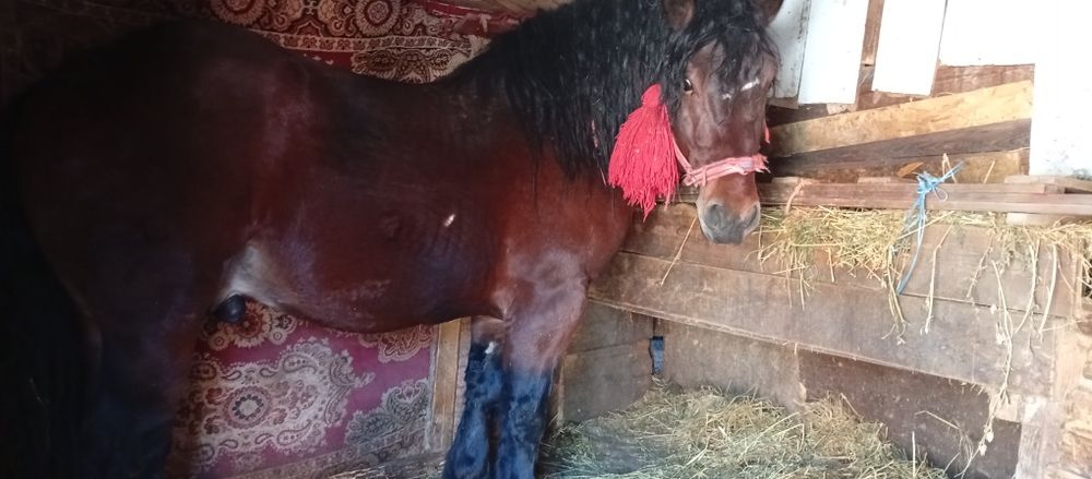 Vând mânz cuminte de 3 ani