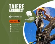 Taiere Copaci Periculoși Pomi Fructiferi Uscați - Arborist Cluj-Napoca