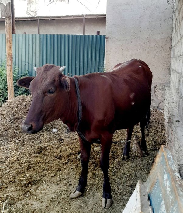 Soĝlom baquvvat ĝunojin