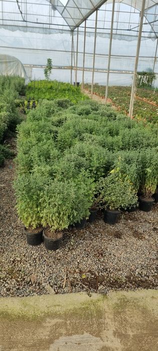 Более 10 000 видов декоративных цветов и декоративных деревьев от перв