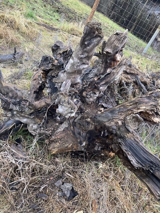 Rădăcini NUC diametre MARI