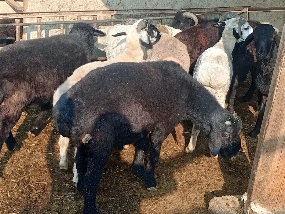 Qoʻchqor barralar sotiladi narxini kelishamiz