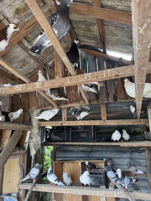 Vând porumbei jucatori