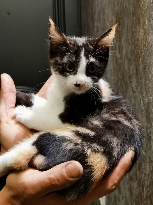 Котята в хорошие добрые руки