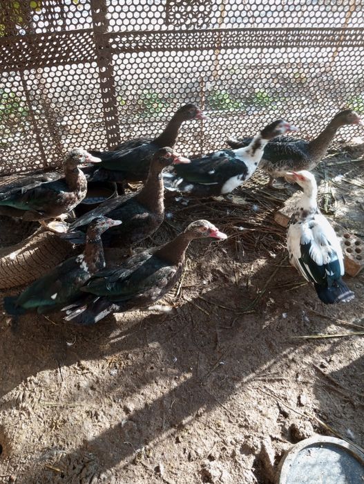 Индоутки домашнее