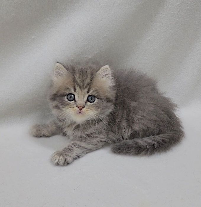 Мальчик скотиш страйт