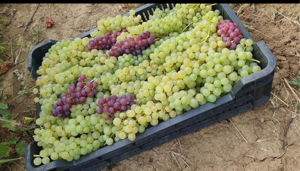 Vand struguri de vin