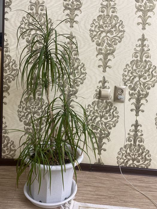 Гүлдер Flowers әдемі