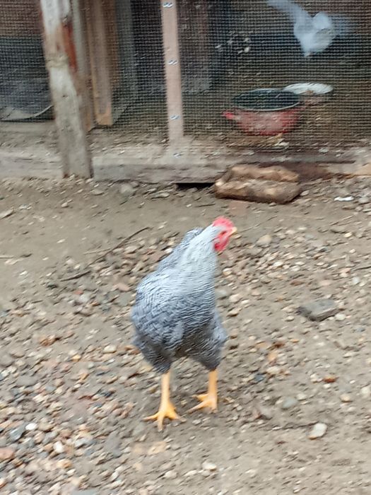Cocoși australorp și playmond
