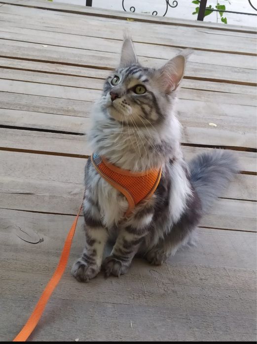 Продам кота мей кун